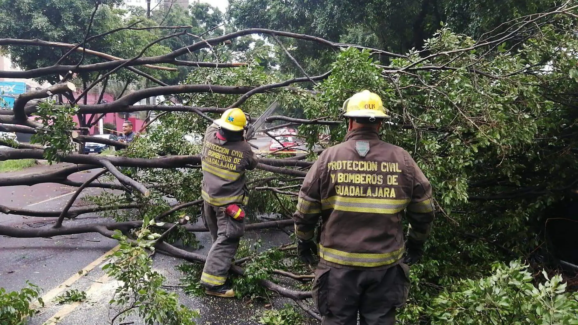 Caída de árboles en Guadalajara